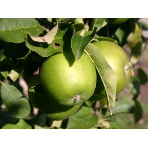 Jabloň domáca (Malus domestica) ´GRANNY SMITH´  - zimná, výška 250-300 cm, obvod kmeňa 14/16 cm, kont. C70L
